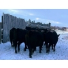 Image 4 : TS Stock Farm Ltd. - 25 Black/Black X Spring Calving Bred Heifers (Mullingar, SK)