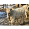 Image 14 : Copperfield Farming - 710# February Delivery Steers - 90 Head (Vauxhall, AB)