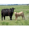 Image 3 : Circus Coulee Cattle - 550# November Delivery Steer Calves - 100 Head (Dorothy, AB) 