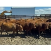 Image 8 : Breault Ranching Ltd. - 585# May Delivery Steers - 48 Head (Ste. Rose, MB) VBP+