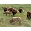 Image 3 : Dick Lawrence - 630# November Delivery Heifer Calves - 80 Head (Pine Lake, AB)