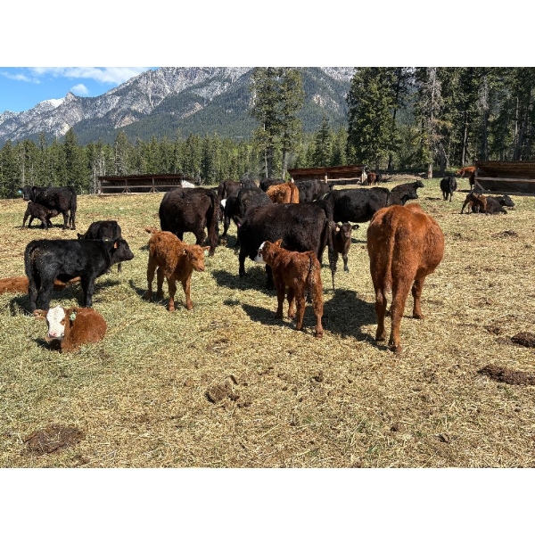 Kingsclere Ranch - 40 Angus X Mature Pairs (Parson, BC)