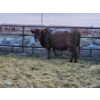 Image 3 : Stensrud Cattle Co. - 2 Red Cows (Pen 410)