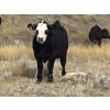 Image 3 : Wayne Rathe - 575# October Delivery Steer Calves - 85 Head (Medicine Hat, AB)
