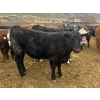 Image 8 : John & Kate Anderson - 930# March/April Delivery Steers - 65 Head (Ashcroft, BC)