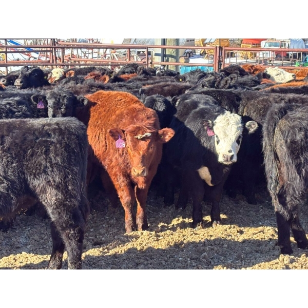 Lazy J Cattle Co. - 900# October Delivery Grass Steers - 120 Head (Cochrane, AB)