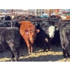 Image 1 : Lazy J Cattle Co. - 900# October Delivery Grass Steers - 120 Head (Cochrane, AB)