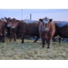 Image 2 : Stensrud Cattle Co. - 2 Red Cows (Pen 410)