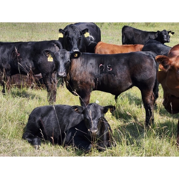 Owen Salisbury - 650# October Delivery Steer Calves - 95 Head (Norquay, SK)