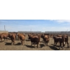 Image 5 : Cattlewood Farms Ltd. - 740# June Delivery Heifers - 200 Head (Fincastle, AB)