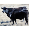Image 6 : Warren Peters - 680# October Delivery Steer Calves - 34 Head (Hays, AB)