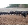 Image 6 : Curtis Farms - 60 Black Angus X Replacement Heifers (Armstrong, BC)