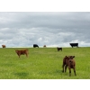 Image 8 : Sherness Farms - 560# October Delivery Steer Calves - 30 Head (Sheerness, AB)