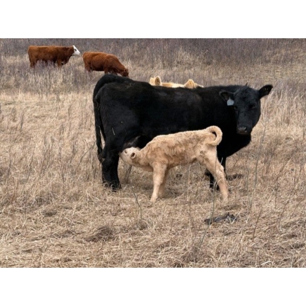 C & L Livestock - 32 Black Mature 3-Way Pairs (Edam, SK) VBP+