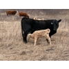 Image 1 : C & L Livestock - 32 Black Mature 3-Way Pairs (Edam, SK) VBP+