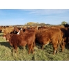 Image 3 : Tyton Farms Ltd. - 550# January Delivery Weaned Steers - 105 Head (Birtle, MB) VBP+