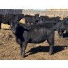Image 7 : Jarokosky Farms - 800# March/April Delivery Heifers - 40 Head (Lethbridge, AB)
