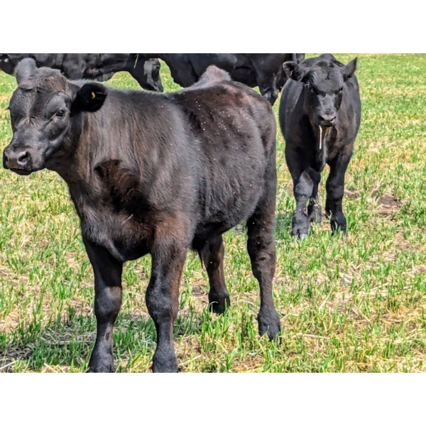 Dana Boothby - 550# October Delivery Steer Calves - 110 Head (Cochrane, AB)