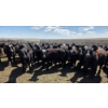 Image 3 : Cattlewood Farms Ltd. - 750# May Delivery Heifers - 170 Head (Swalwell, AB)