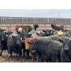 Image 6 : Lost River Farming - 1000# April Delivery Steers - 305 Head (Allan, SK) VBP+