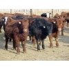 Image 2 : Resch Ranch - 980# March Delivery Steers - 126 Head (Leader, SK) VBP+