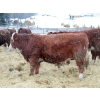 Image 6 : Birkenhagen Farms - 1020# January Delivery Steers - 61 Head (Carrot Creek, AB) VBP+