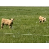 Image 9 : John Bland - 640# October Delivery Steer Calves - 60 Head (Strathmore, AB)