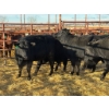 Image 2 : Fox Cattle Co. - 10 Bred Heifers (Pen 406B)