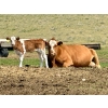 Image 8 : Diamond I Farms - 24 Simm/Angus X Cow/Calf Pairs (Irricana, AB)