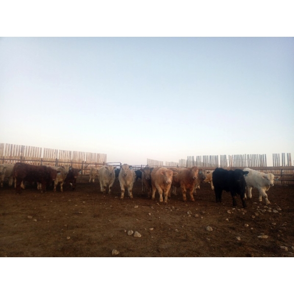 Lowe Ranches - 803# January Weaned Steers - 75 Head (Nanton, AB)
