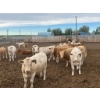 Image 7 : Cattlewood Farms Ltd. - 735# June Delivery Heifers - 57 Head (Fincastle, AB)