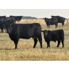 Image 5 : Thurston Newall Farms - 580# Steer Calves - 105 Head (Nightingale, AB)