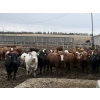 Image 2 : Lesher Lane Enterprises - 950# May Delivery Steers - 250 Head (Lacombe, AB)
