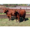Image 3 : Taylor Enterprises Inc. - 875# October Delivery Grass Heifers - 100 Head (Wawota, SK)