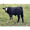 Image 3 : J & S Winchester Cattle Co. - 770# November Delivery Steer Calves - 82 Head (Leslieville, AB)