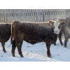 Image 8 : Helland Land & Cattle Co. Ltd. - 1039# February Delivery Steers - 60 Head (Lomond, AB)