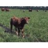 Image 3 : Colby Simpson - 670# November Delivery Steer Calves - 70 Head (Eagle Hill, AB)