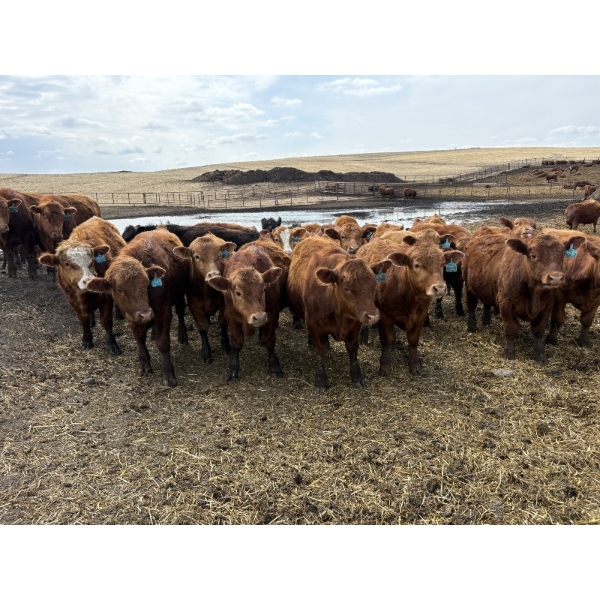 Matt Tees - 850# May Delivery Steers - 65 Head (Lousana, AB)