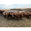 Image 1 : Matt Tees - 850# May Delivery Steers - 65 Head (Lousana, AB)