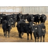 Image 2 : Leon Torkelson - 30 Black Replacement Heifers (Millicent, AB)