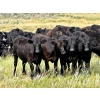 Image 2 : Kings Corner Farms - 870# Oct/Nov Grass Heifers - 70 Head (Corning, SK)