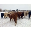 Image 10 : Merrick Campbell Herd Dispersal - 32 Mature Bred Cows (Calahoo, AB) VBP+