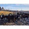 Image 4 : Franz Land & Cattle - 840# March Delivery Heifers - 75 Head (Medicine Hat, AB)