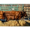 Image 2 : Donna Kines - 3 Middle-Aged Cows (Pen 138)