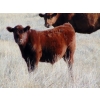 Image 9 : Warren Peters - 680# October Delivery Steer Calves - 34 Head (Hays, AB)