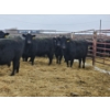 Image 3 : Brad & Kelly Deschamps - 2 Black Mature Cows (Pen 406)