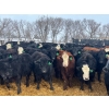 Image 2 : Jay Be Acres Ltd. - 800# February Delivery Steers - 75 Head (Deloraine, MB)