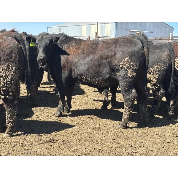 Birch Island Land & Cattle - 1050# May Delivery Steers - 228 Head (Rhein, SK)