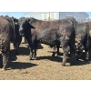 Image 1 : Birch Island Land & Cattle - 1050# May Delivery Steers - 228 Head (Rhein, SK)