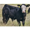 Image 5 : CC Farming Company - 680# October Delivery Steer Calves - 170 Head (Cayley, AB)